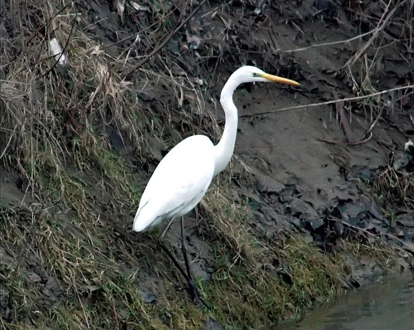 Great Egret
