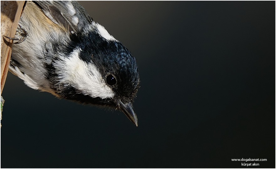 Coal Tit