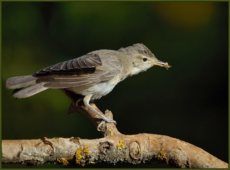 Eastern Olivaceous Warbler