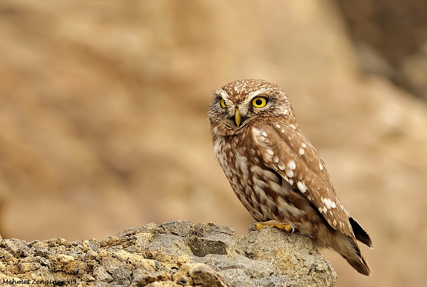 Little Owl