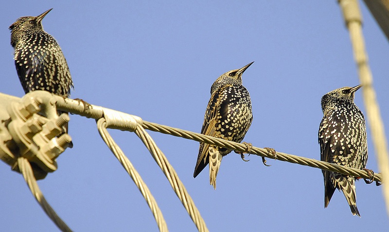 Common Starling