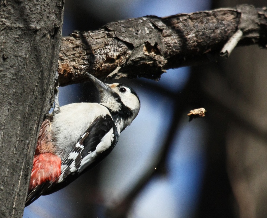 Syrian Woodpecker