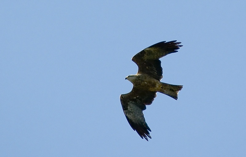 Black Kite