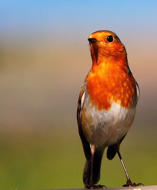 European Robin