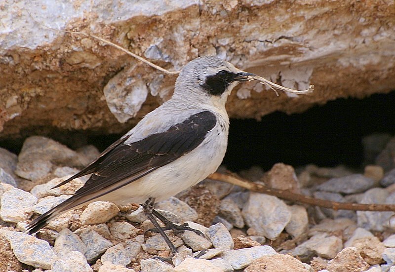 Northern Wheatear
