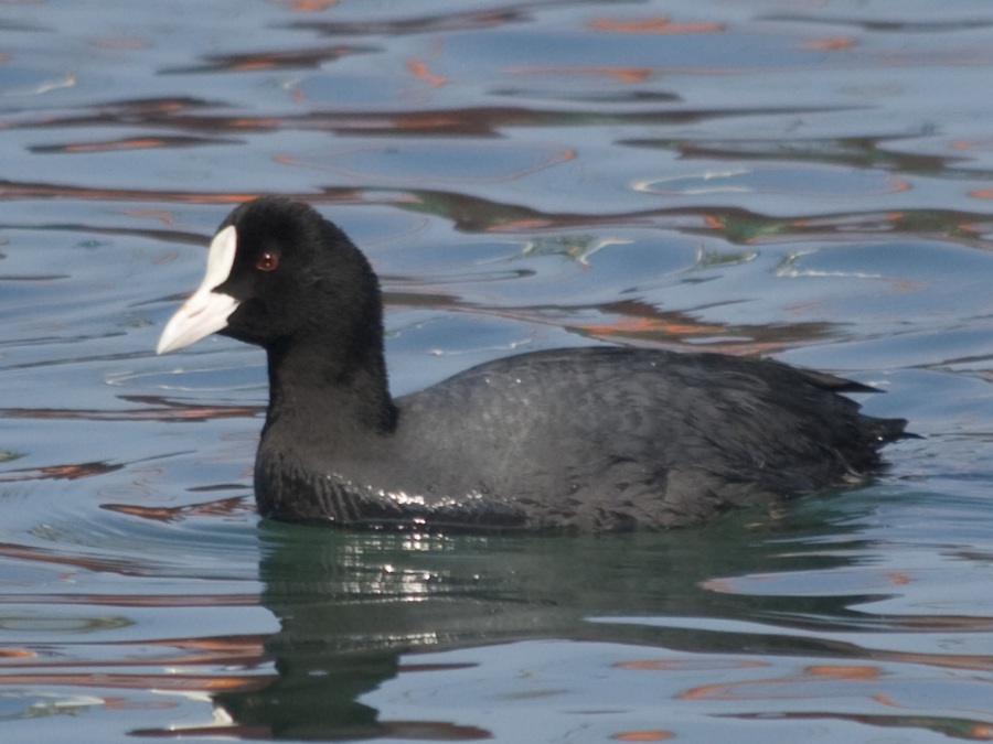 Eurasian Coot