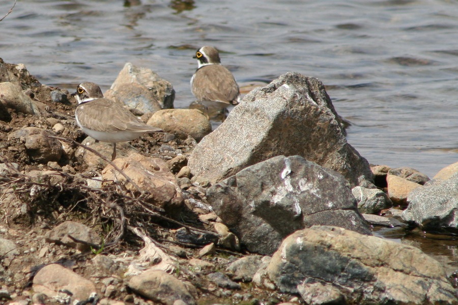 Little Ringed Plover
