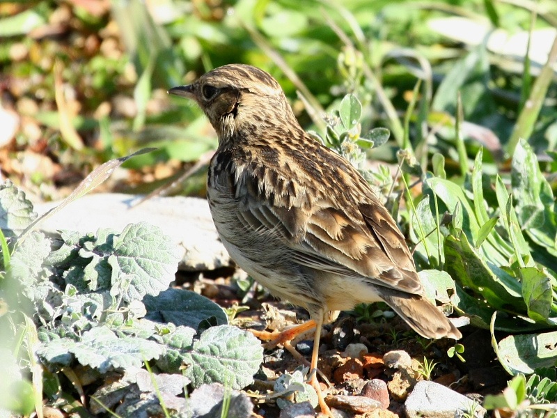 Woodlark