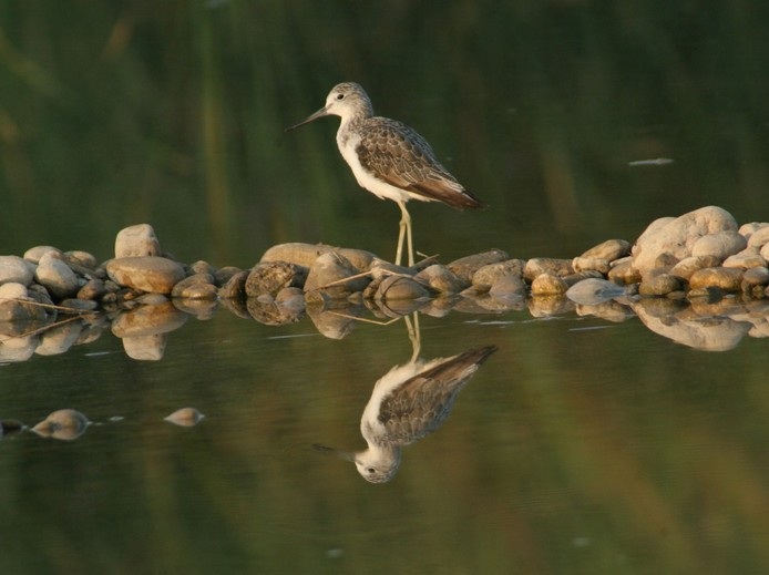 Common Greenshank