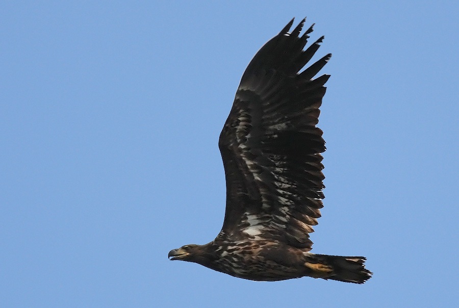 White-tailed Eagle