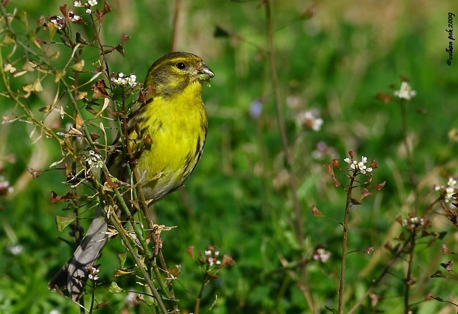 European Serin