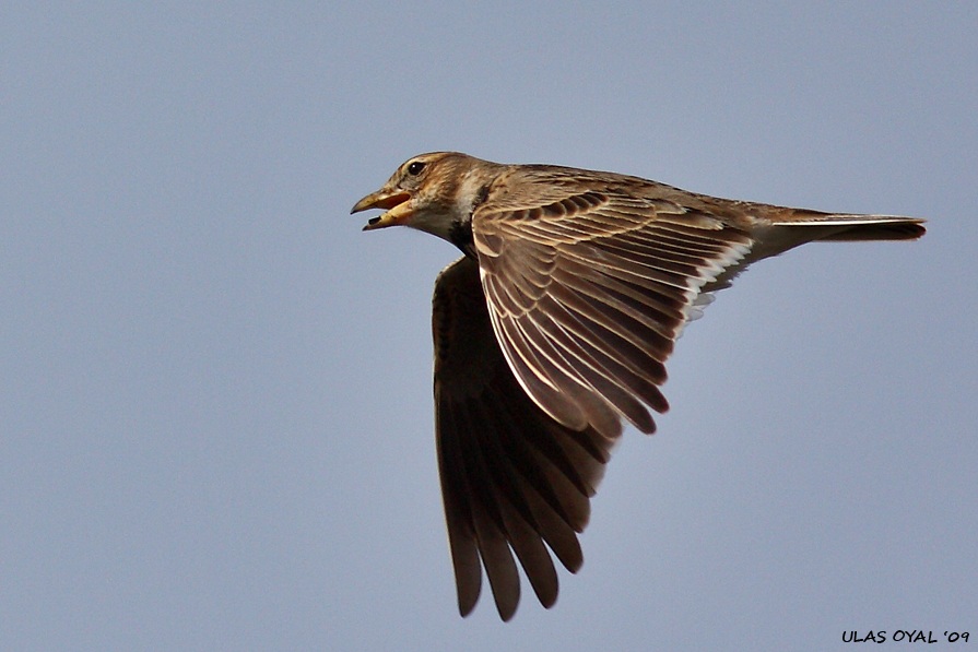 Calandra Lark