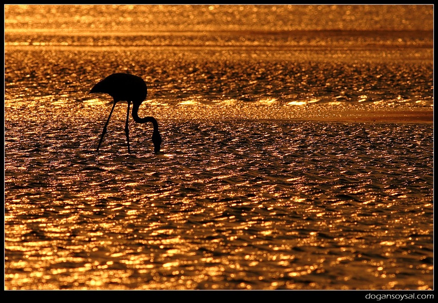 Greater Flamingo