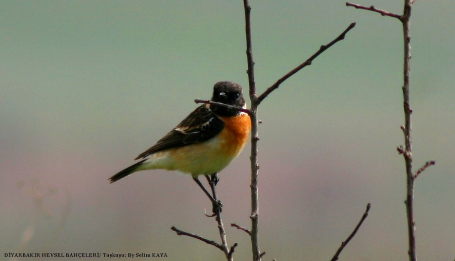 European Stonechat
