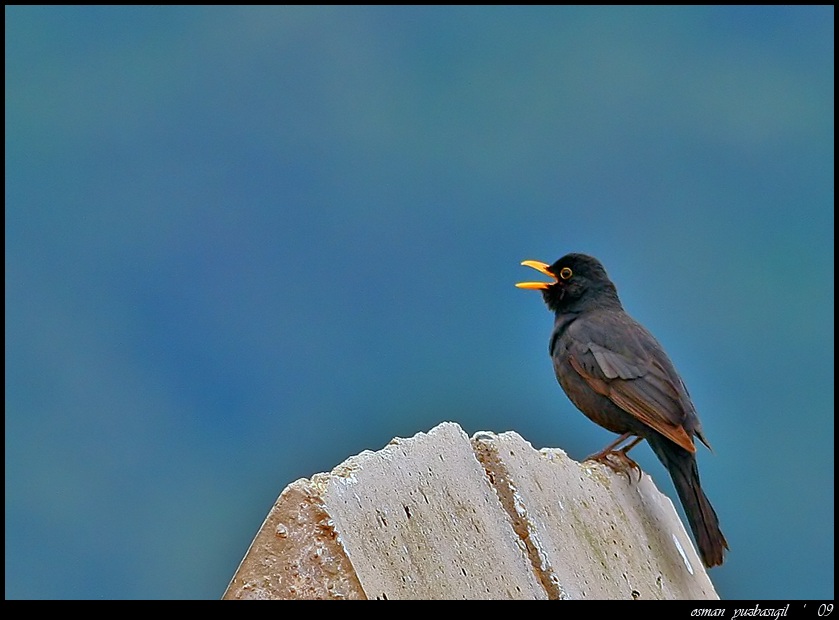 Common Blackbird
