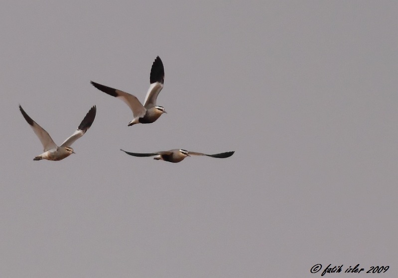Sociable Lapwing