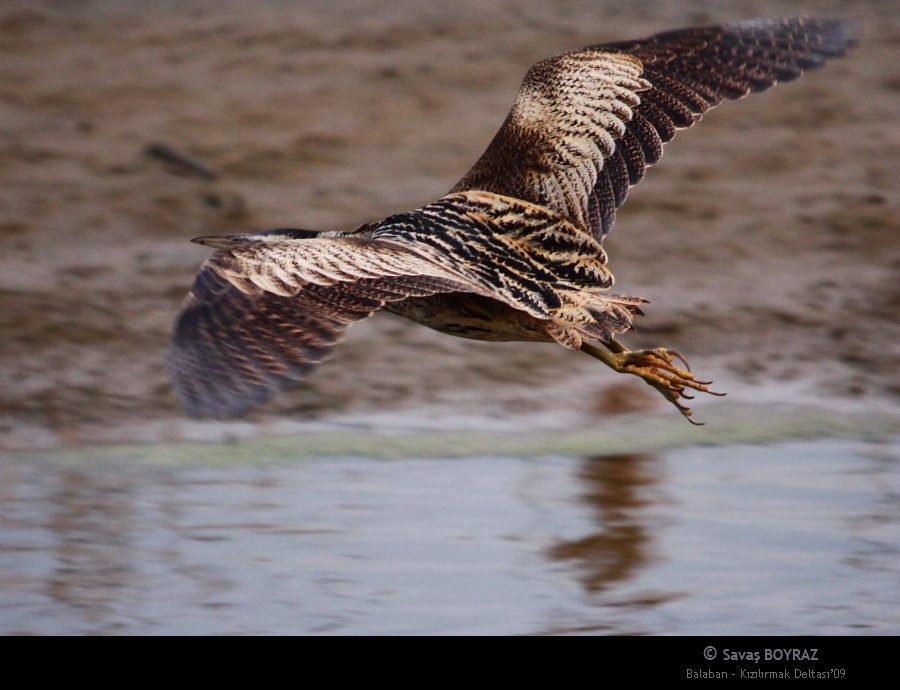 Eurasian Bittern