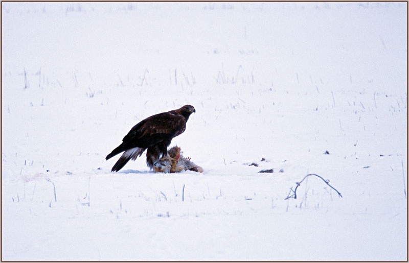 Golden Eagle