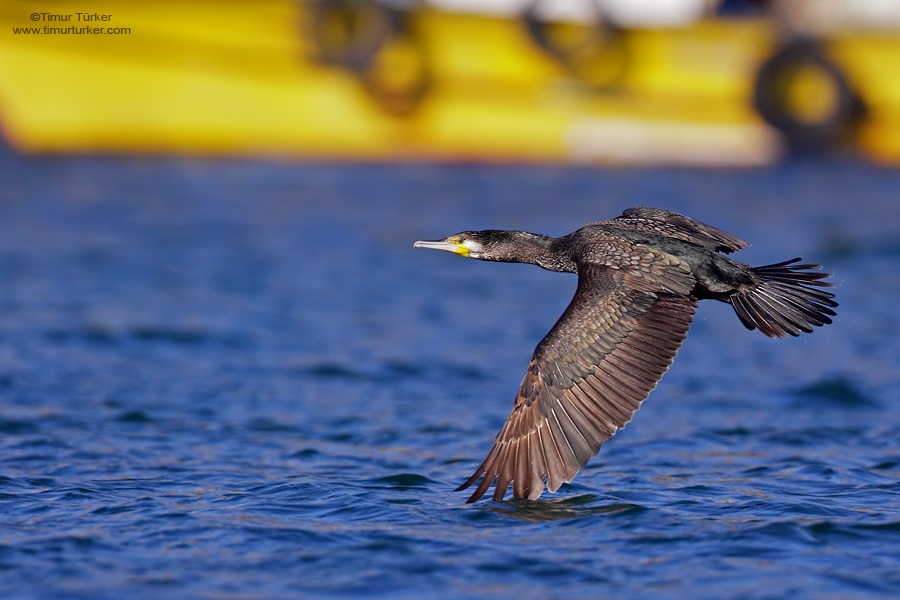 Great Cormorant