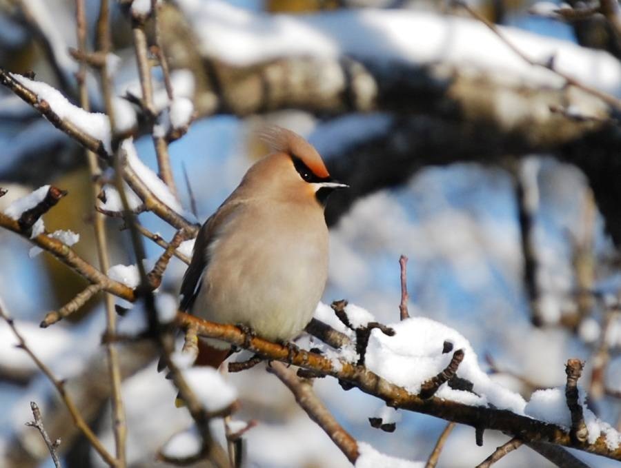 Bohemian Waxwing