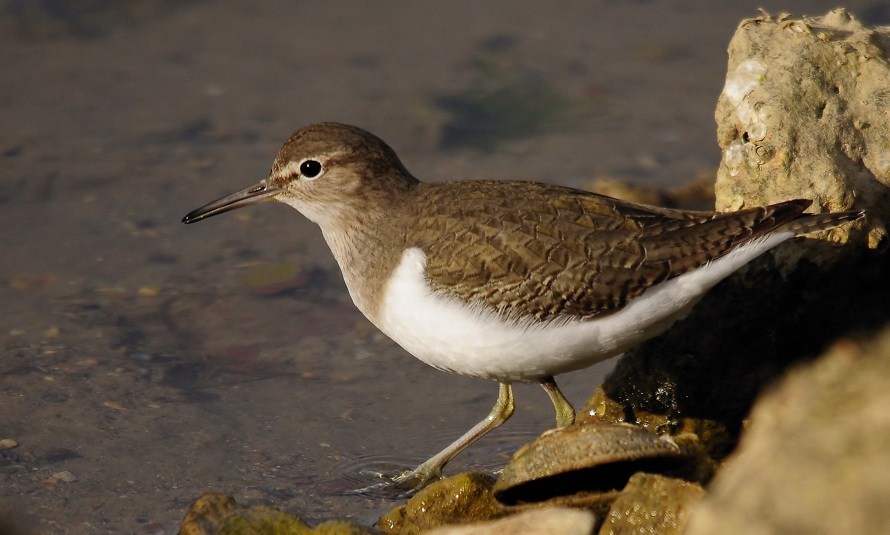 Common Sandpiper