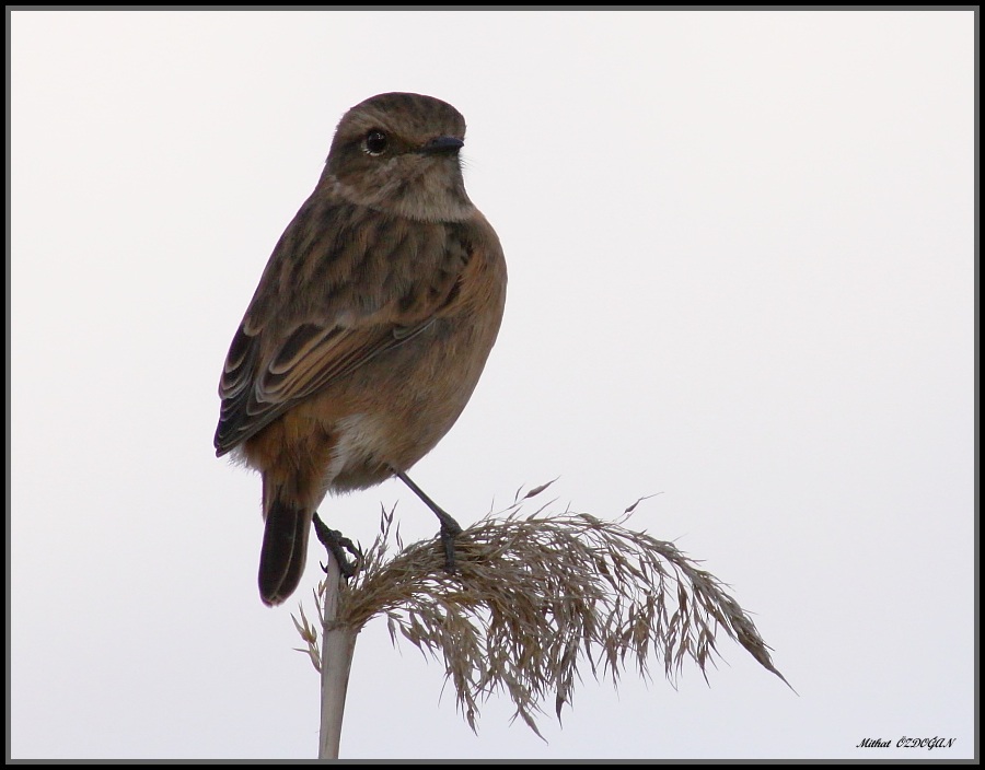 European Stonechat
