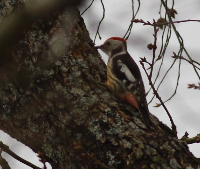 Middle Spotted Woodpecker