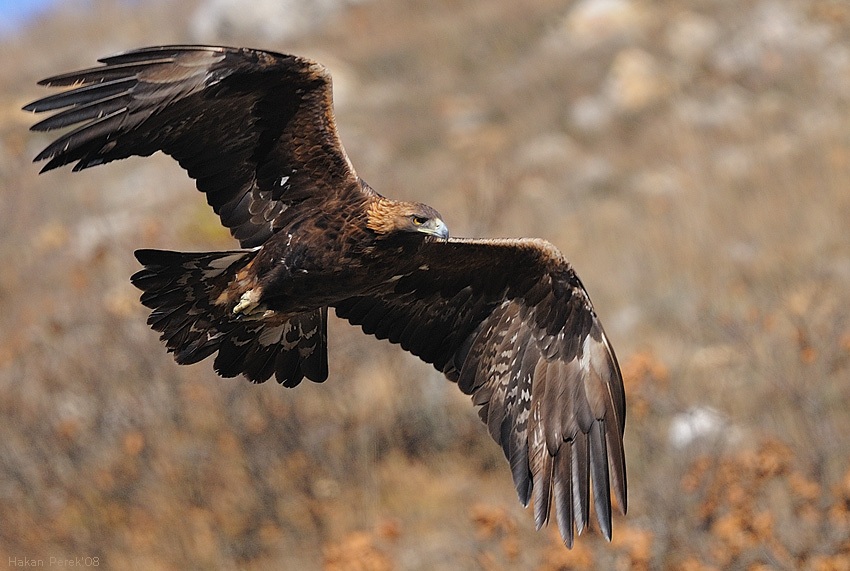 Golden Eagle