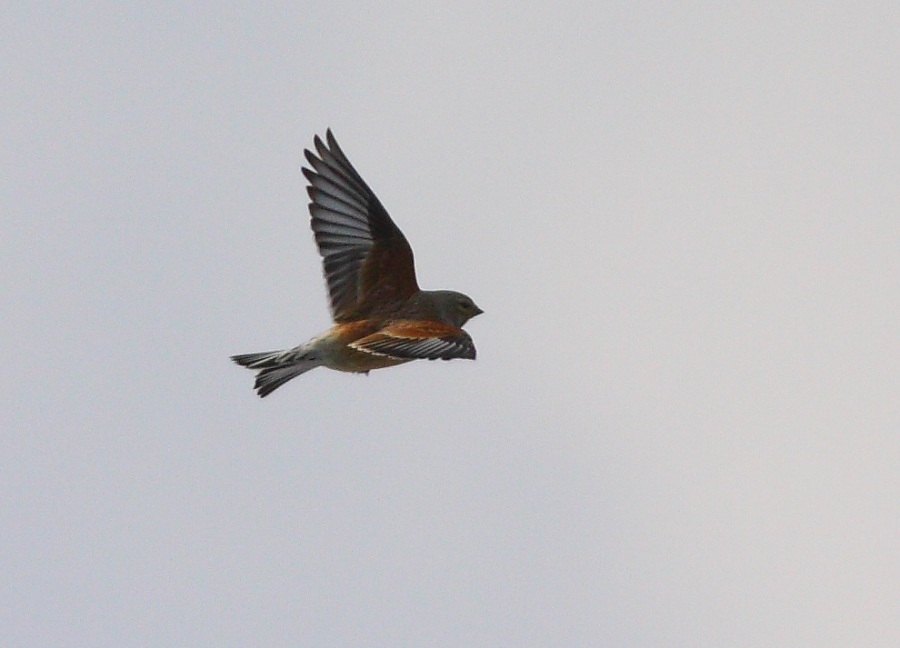 Common Linnet