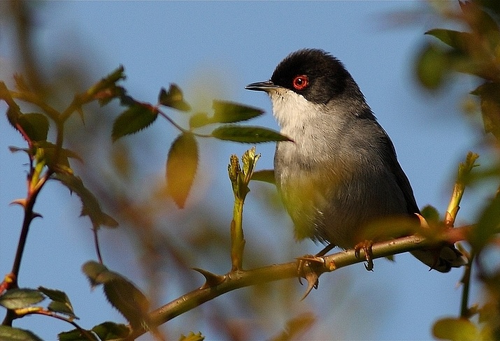 Sardinian Warbler