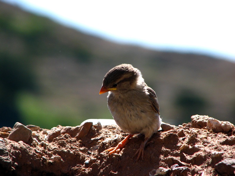 House Sparrow