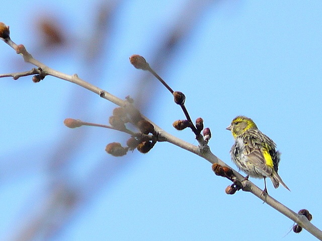 European Serin