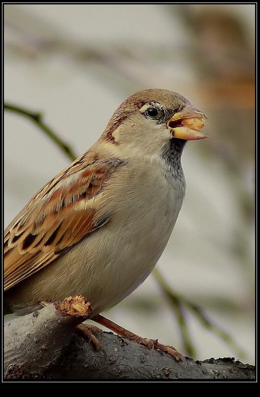 House Sparrow