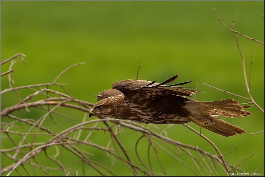Common Buzzard