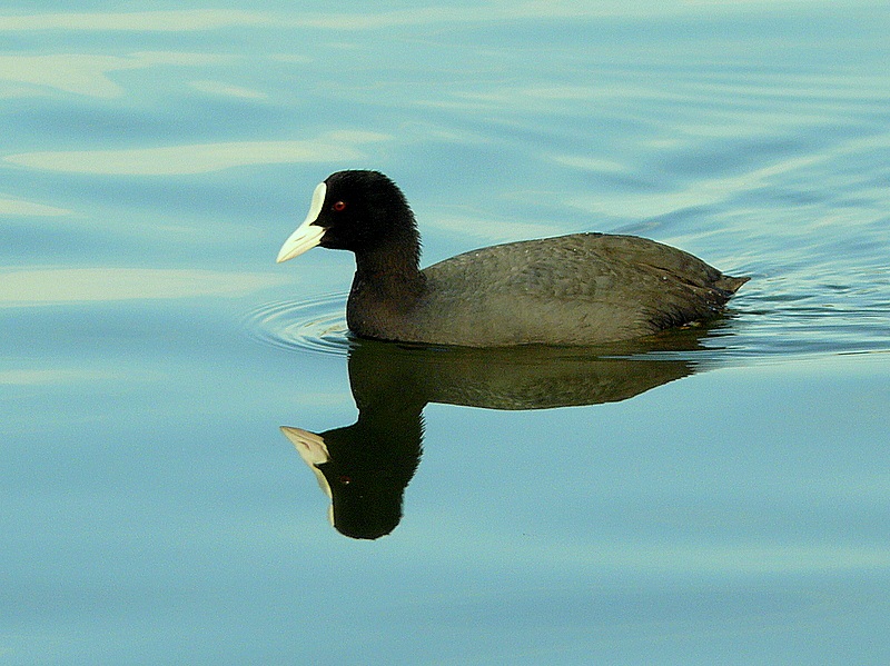 Eurasian Coot
