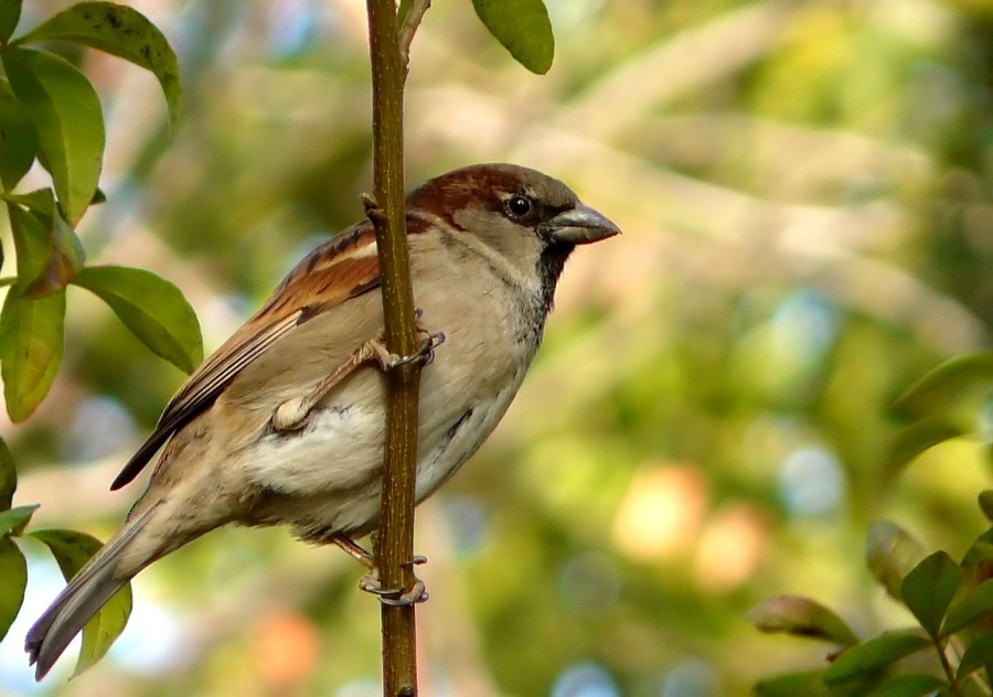 House Sparrow