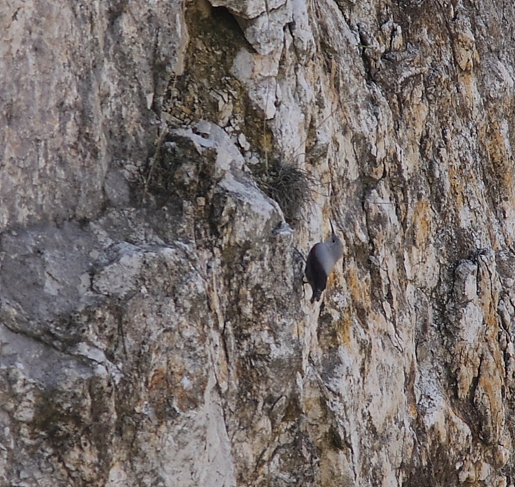 Wallcreeper