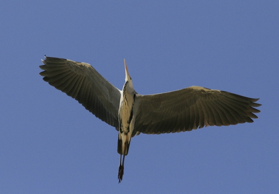 Grey Heron