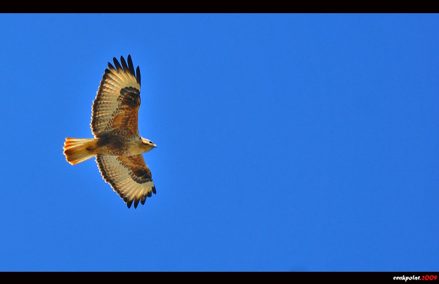 Long-legged Buzzard