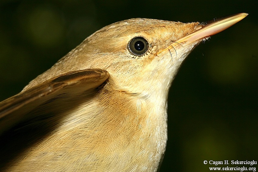 Common Reed Warbler