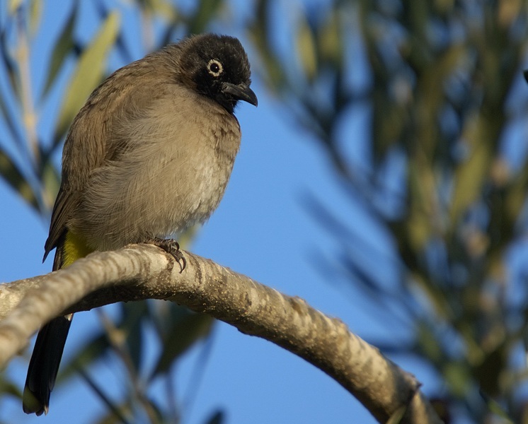 White-spectacled Bulbul