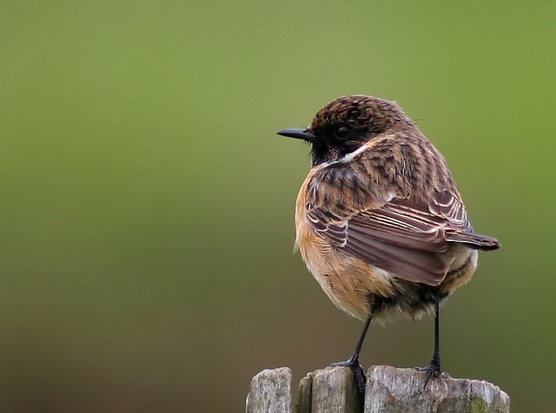 European Stonechat