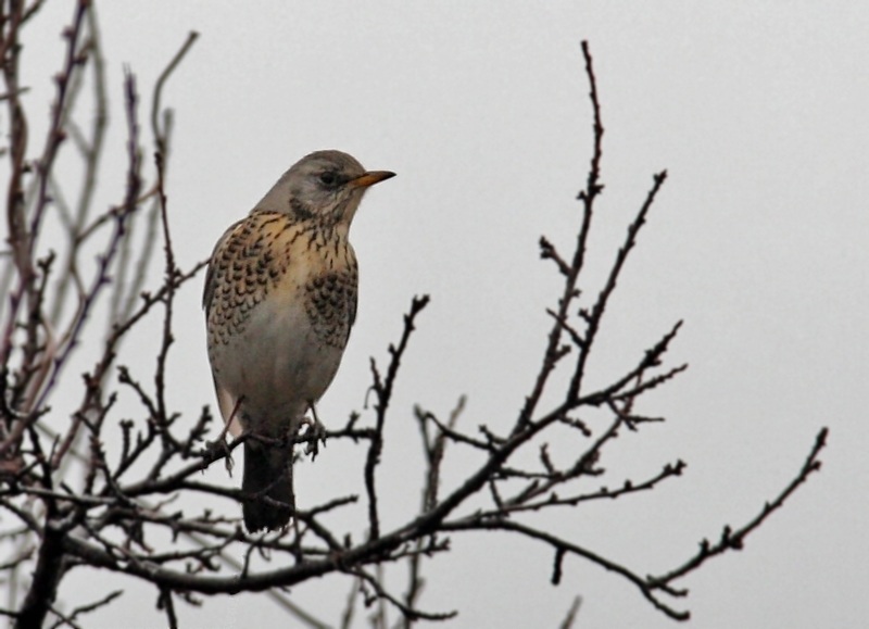 Fieldfare