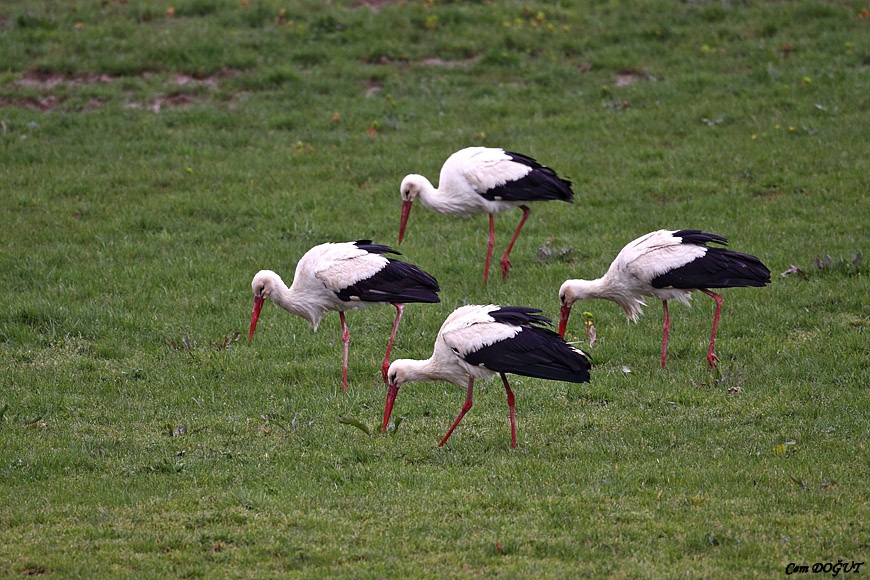 White Stork