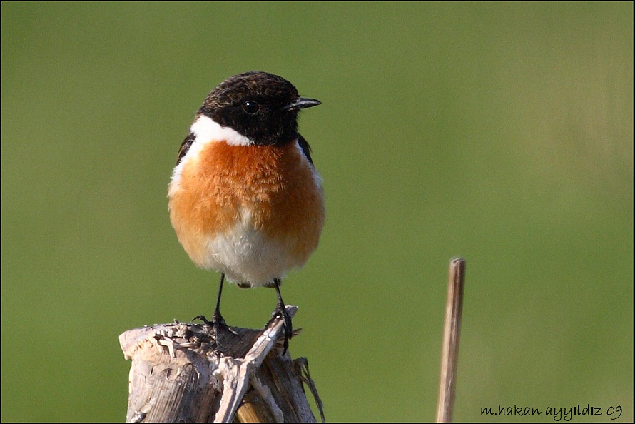 European Stonechat