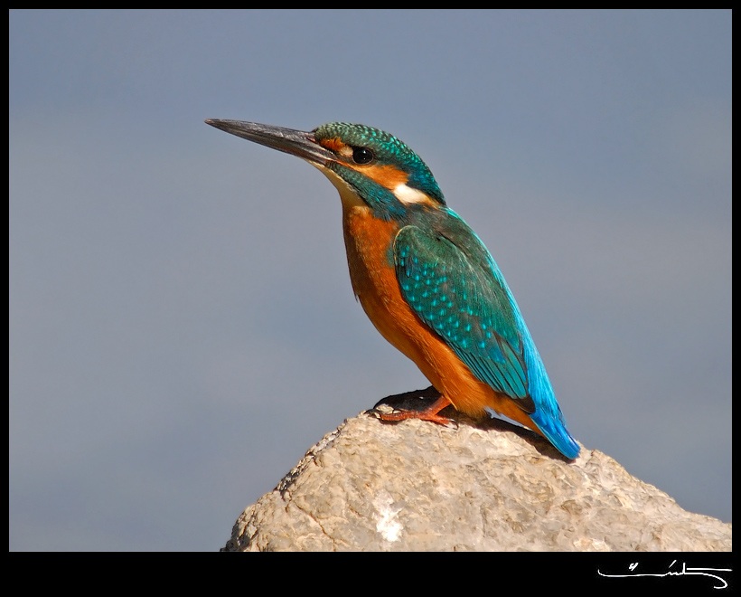 Common Kingfisher