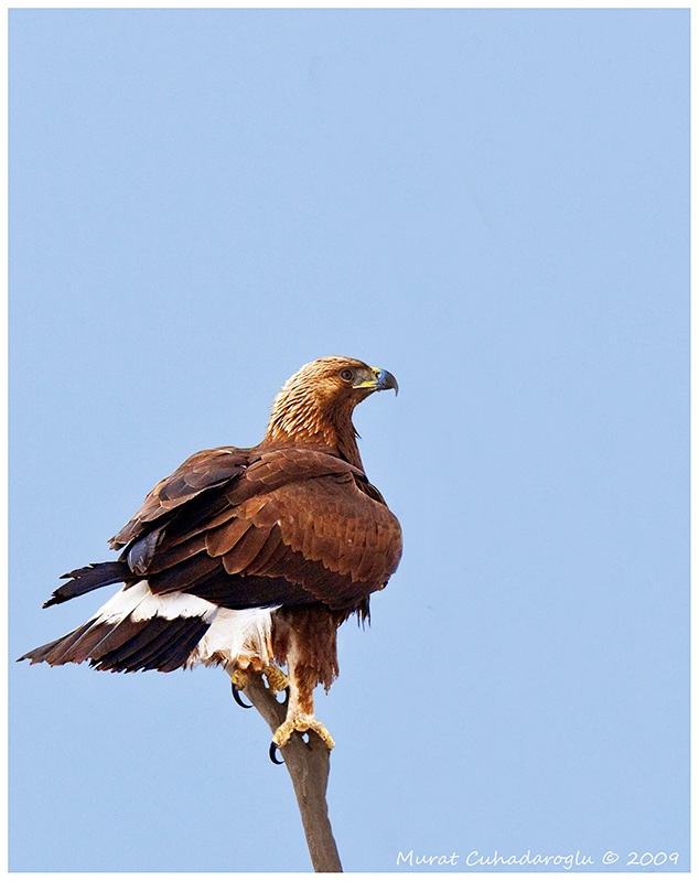 Golden Eagle