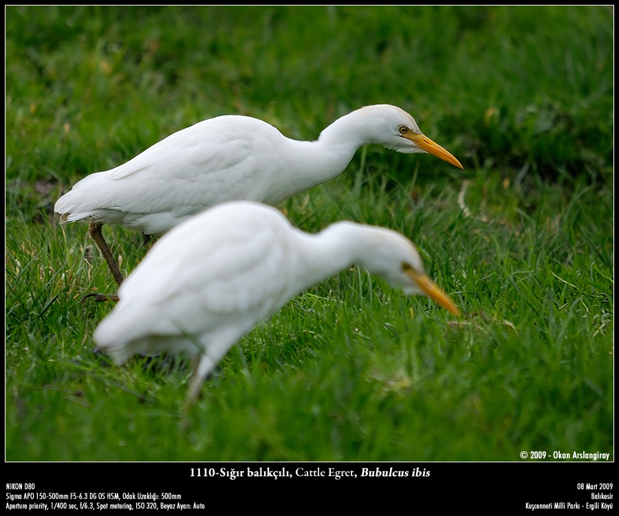 Western Cattle Egret