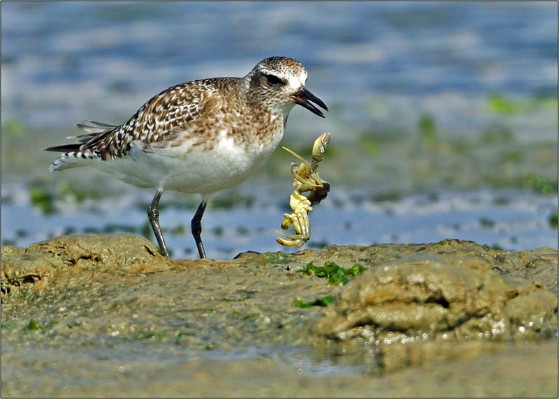 Grey Plover