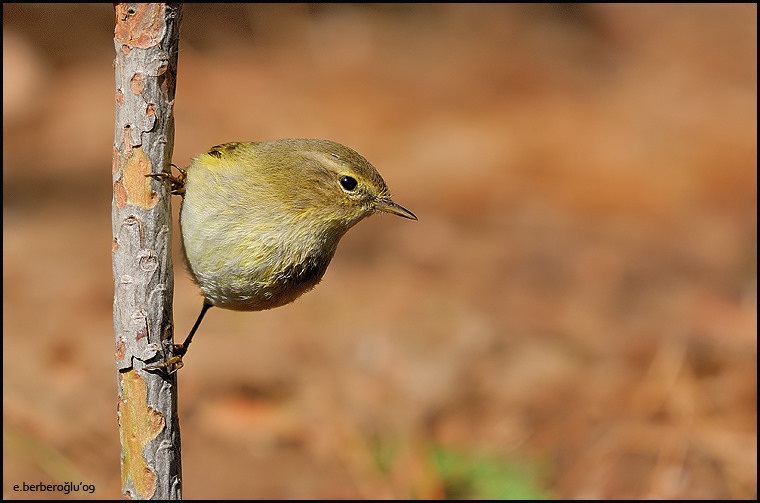 Common Chiffchaff